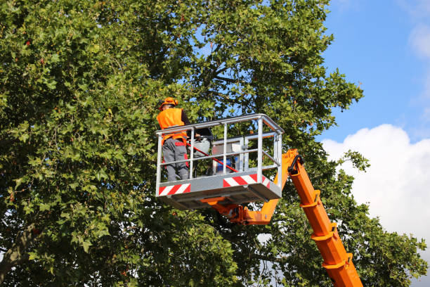 Best Tree Disease Treatment  in Elmendorf, TX