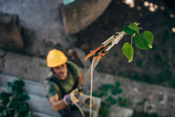 Best Tree Removal  in Elmendorf, TX