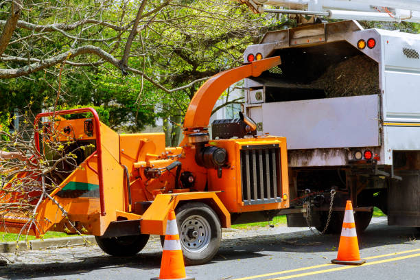 How Our Tree Care Process Works  in  Elmendorf, TX