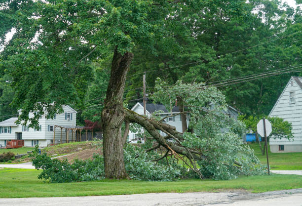 Best Utility Line Clearance  in Elmendorf, TX