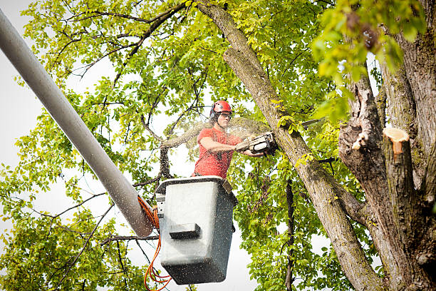 Best Storm Damage Tree Cleanup  in Elmendorf, TX